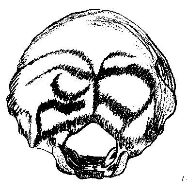 hnakkabein: 
