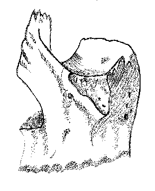 Efri kjálkabein: 