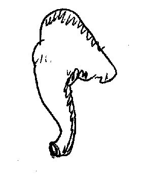 steðji: 