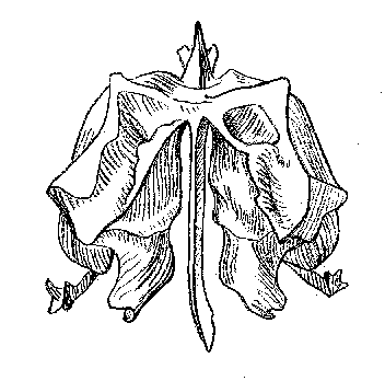 sáldbein: 