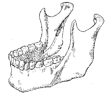 neðri kjálki: 