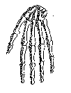 hönd: 