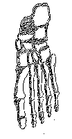 fótur: 