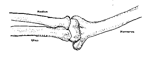 olnbogi: 