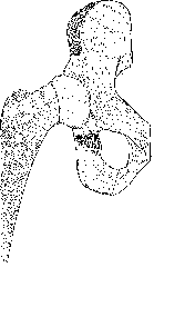 mjaðmarliður: 