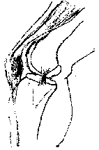 hnéliður: 